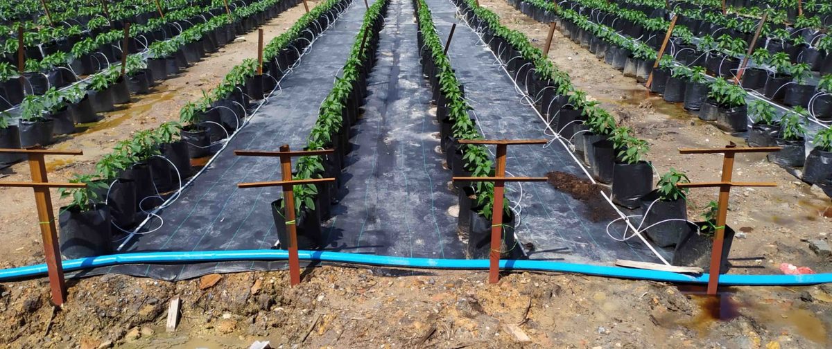 Field-ready architecture for Smart Irrigation System